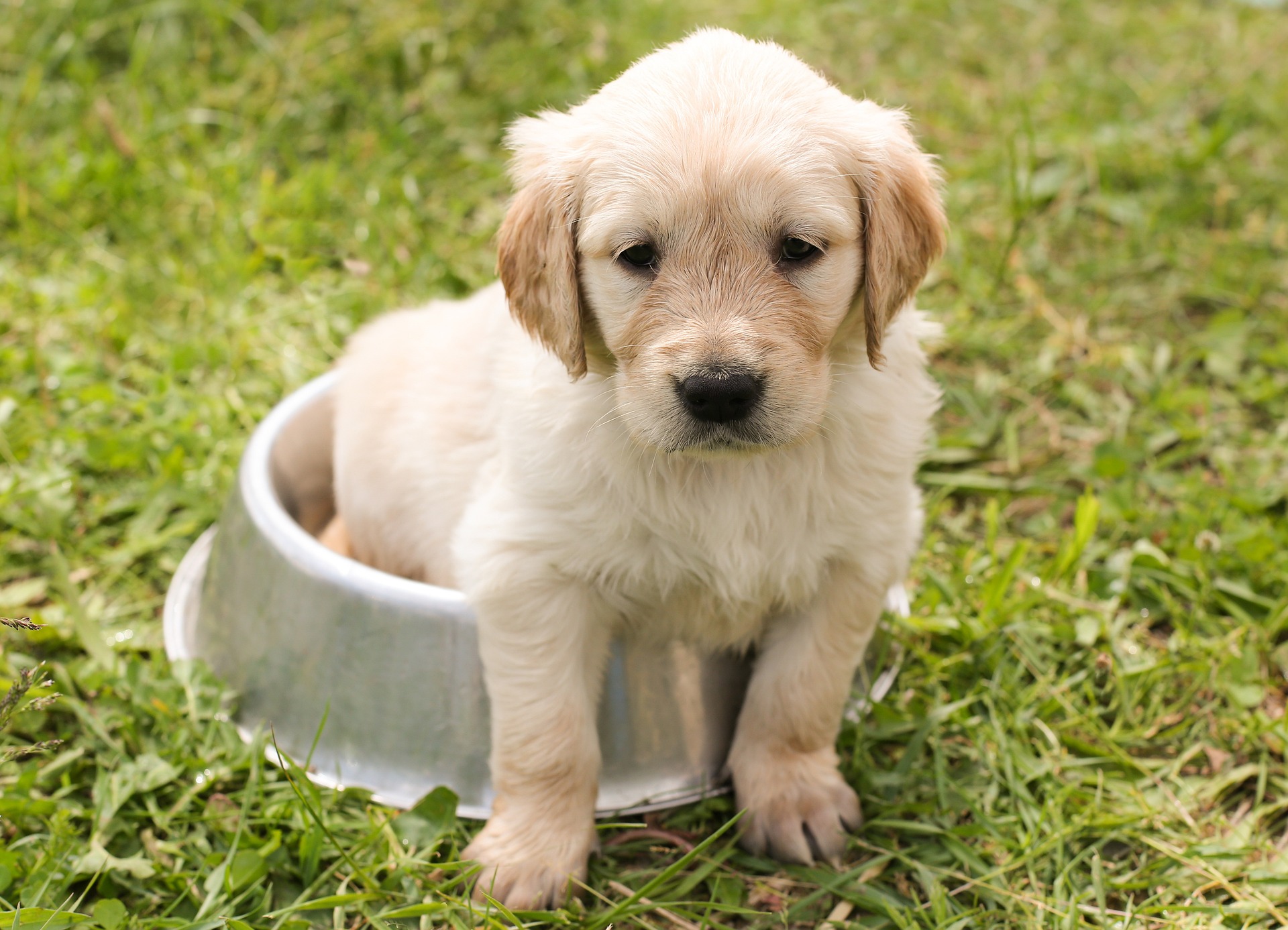 Czym wyróżnia się mokra karma dla psa?