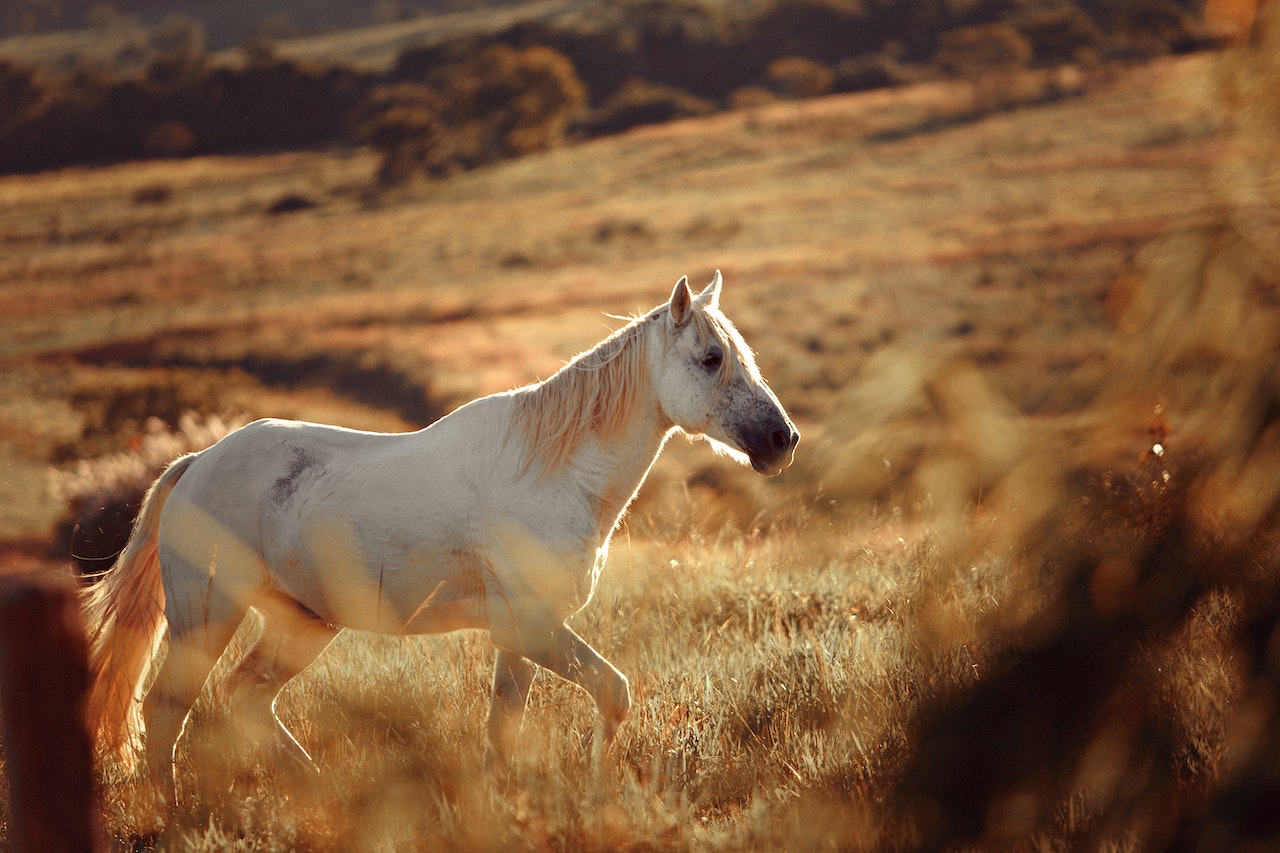 Zasady żywienia koni: jak skomponować zdrową dietę dla swojego konia?